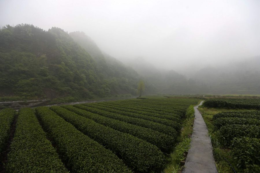 農(nóng)行重慶秀山支行通過公司、基地、農(nóng)戶支持當(dāng)?shù)剞r(nóng)民走上脫民致富